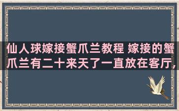 仙人球嫁接蟹爪兰教程 嫁接的蟹爪兰有二十来天了一直放在客厅,现在能不能放阳台上晒太阳,是否能活